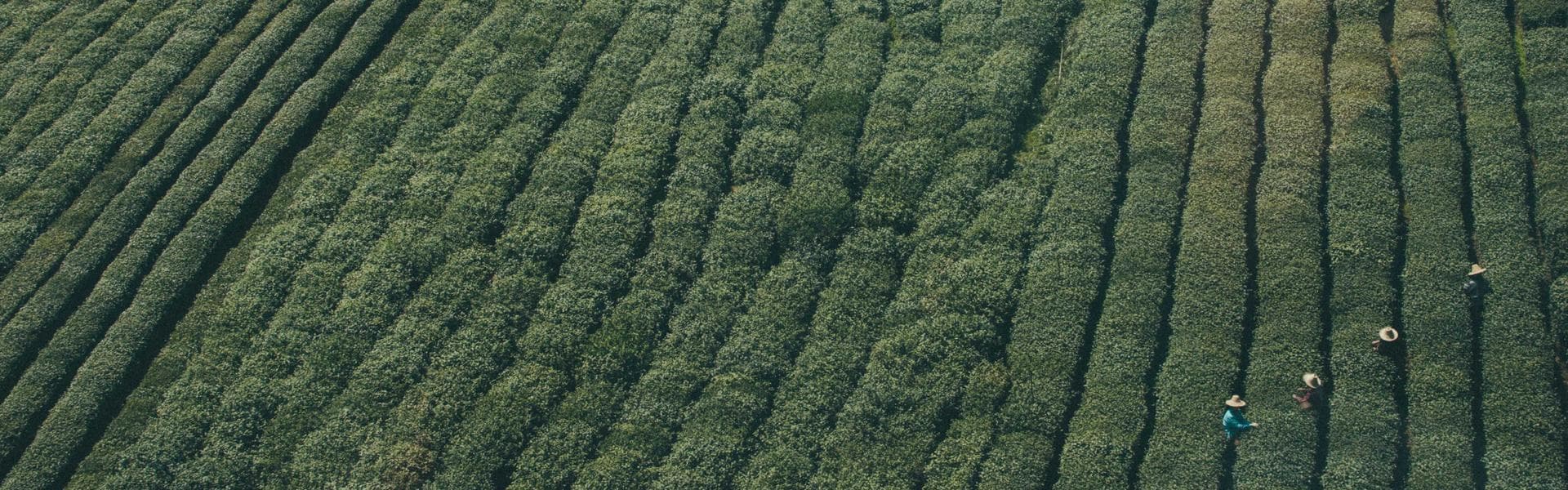 Gyeongju Historic Area